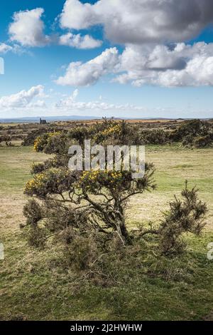 Gorse Ulex wächst auf dem rauen Bodmin Moor in Cornwall. Stockfoto