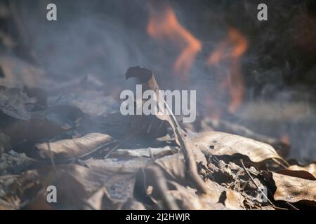 Brennendes Feuer in einem Wald mit trockenen Blättern, Nahaufnahme. Stockfoto