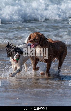 Zwei Sprocker Spaniel Hunde spielen im Meer am Fistral Beach in Newquay in Cornwall in Großbritannien. Stockfoto