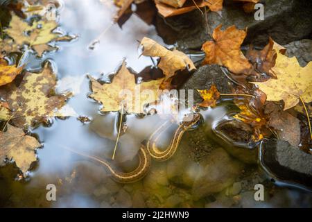 Strumpfnatter in idyllischem Herbstwald Bachlebensraum Stockfoto