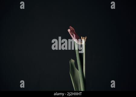 Blume in der Hand auf schwarzem Hintergrund isoliert träge Stockfoto
