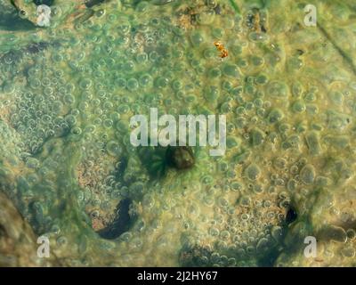 Wasser in Pfützen, komisch aussehende grüne, schleimige Blasen gebündelt und nach dem Regen immer noch in einer Pfütze, stagnierend, tote Ameise schwimmend an der Oberfläche Stockfoto