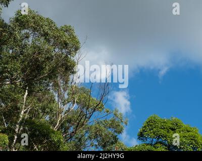 Australischer Busch, schöner Tag, Baumkronen von Gum- oder Eukalyptusbäumen, blauer Himmel, graue Wolken, Wetter, Laub, Präsentationshintergrund, Textraum Stockfoto