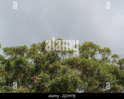 Australischer Busch, Baumkronen von grünen grünen, grünen Gum- oder Eukalyptusbäumen darunter, graue Sturmwolken oben, Wetter, Präsentationshintergrund, Textbereich Stockfoto