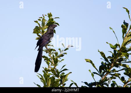 Groove-billed Ani Crotophaga sulcirostris Tarcoles, Costa Rica BI032915 Stockfoto