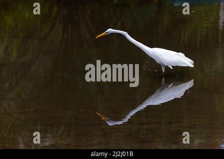 Großer Weißer Reiher – mit Reflexion Ardea alba La Fortuna, Costa Rica BI033014 Stockfoto