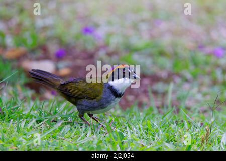 Arremon brunneinucha Alajuela, Costa Rica BI033034 Stockfoto