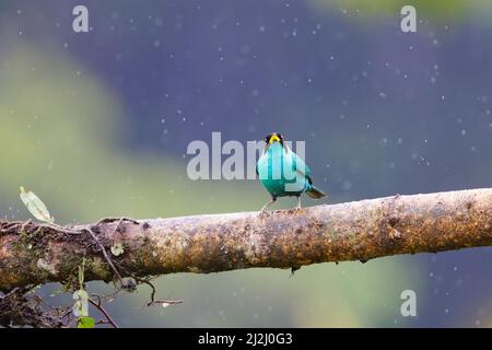 Grüne Honigkräher – Männchen im Regen Chlorophanes spiza Boco Tapada, Costa Rica BI033133 Stockfoto