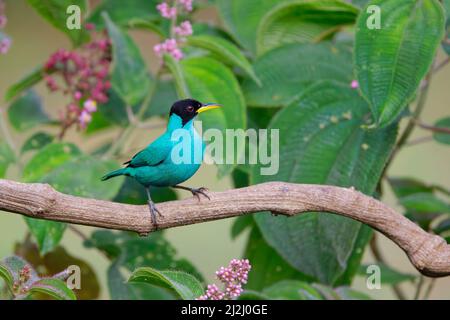 Grüne Honigkräher - Männchen Chlorophanes spiza Sarapiqui, Costa Rica BI033144 Stockfoto