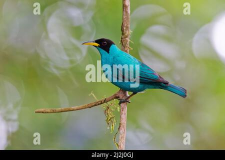 Grüne Honigkräher - Männchen Chlorophanes spiza Sarapiqui, Costa Rica BI033147 Stockfoto