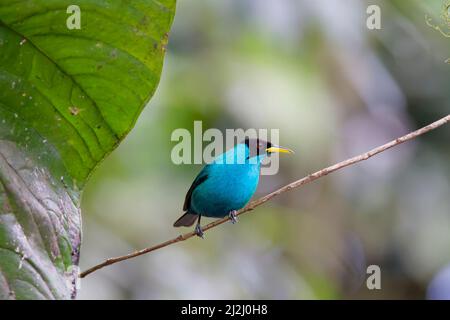 Grüne Honigkräher - Männchen Chlorophanes spiza Sarapiqui, Costa Rica BI033150 Stockfoto