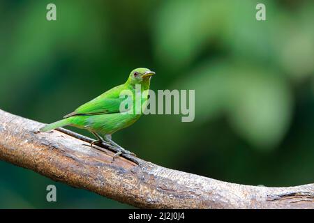 Grüne Honigkräher - Weibchen Chlorophanes spiza Sarapiqui, Costa Rica BI033153 Stockfoto