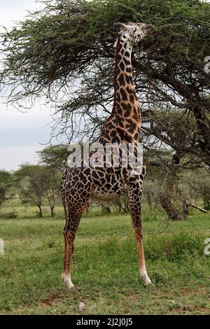 Giraffe; adulter männlicher Fress; dorniger Baum; Giraffa camelopardalis, höchstes Säugetier, Wildtiere, geflecktes Fell, Pflanzenfresser, lange Beine; langer Hals, Tier, Seite Stockfoto