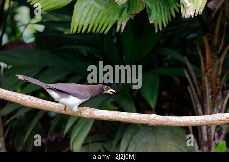 Brown Jay Psilorhinus morio Cartago, Costa Rica BI033608 Stockfoto