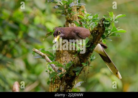 Brown Jay Psilorhinus morio Cartago, Costa Rica BI033609 Stockfoto