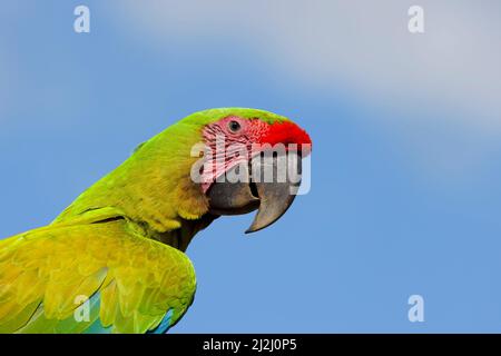 Großer grüner Ara Ara zweideutig Sarapiqui, Costa Rica BI033624 Stockfoto