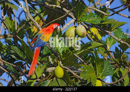aramacao Sarapiqui, Costa Rica BI033703 Stockfoto