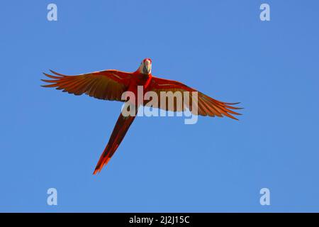 Scharlachrote Ara – im Flug Ara macao Tarcoles, Costa Rica BI033717 Stockfoto
