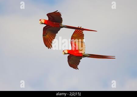 Scharlachrote Ara – Paar im Flug Ara macao Tarcoles, Costa Rica BI033728 Stockfoto