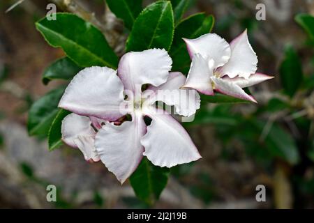 Weiße Wüstenrosenblüten (Adenium obesum) Stockfoto