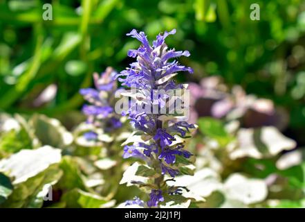 Blaues Horn, Bugleherb oder Bugleweed-Blumen (Ajuga-Reptane) im Garten Stockfoto