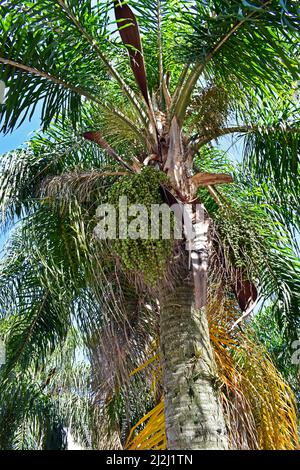 Gelbe Palmenfrüchte (Syagrus romanzoffiana), Rio Stockfoto