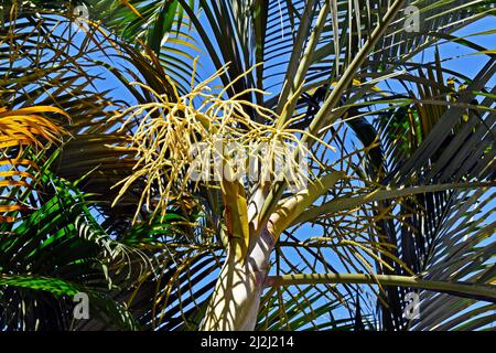 Goldene Rohrpalme oder Seetpalmenblüten (Dypsis lutescens) Stockfoto