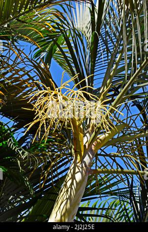 Goldene Rohrpalme oder Seetpalmenblüten (Dypsis lutescens) Stockfoto
