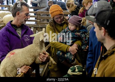 Ermelo, Niederlande. 2. April 2022. 2022-04-02 11:16:37 ERMELO - Besucher der jährlichen Lämmer Tag an der Ermelose Sheepfold. Während der Veranstaltung können Sie die in der Herde geborenen Lämmer bewundern. ANP SANDER KING netherlands Out - belgium Out Credit: ANP/Alamy Live News Stockfoto