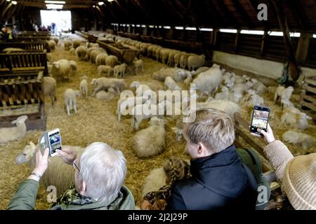 Ermelo, Niederlande. 2. April 2022. 2022-04-02 11:19:18 ERMELO - Besucher der jährlichen Lämmer Tag an der Ermelose Sheepfold. Während der Veranstaltung können Sie die in der Herde geborenen Lämmer bewundern. ANP SANDER KING netherlands Out - belgium Out Credit: ANP/Alamy Live News Stockfoto