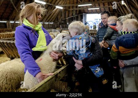 Ermelo, Niederlande. 2. April 2022. 2022-04-02 11:15:51 ERMELO - Besucher der jährlichen Lämmer Tag an der Ermelose Sheepfold. Während der Veranstaltung können Sie die in der Herde geborenen Lämmer bewundern. ANP SANDER KING netherlands Out - belgium Out Credit: ANP/Alamy Live News Stockfoto