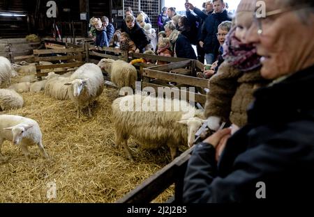 Ermelo, Niederlande. 2. April 2022. 2022-04-02 11:20:46 ERMELO - Besucher der jährlichen Lämmer Tag an der Ermelose Sheepfold. Während der Veranstaltung können Sie die in der Herde geborenen Lämmer bewundern. ANP SANDER KING netherlands Out - belgium Out Credit: ANP/Alamy Live News Stockfoto