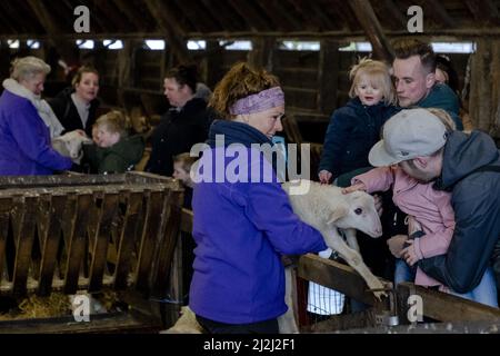 Ermelo, Niederlande. 2. April 2022. 2022-04-02 11:27:14 ERMELO - Besucher zum jährlichen Lämmer-Tag an der Ermelose Schafstall. Während der Veranstaltung können Sie die in der Herde geborenen Lämmer bewundern. ANP SANDER KING netherlands Out - belgium Out Credit: ANP/Alamy Live News Stockfoto