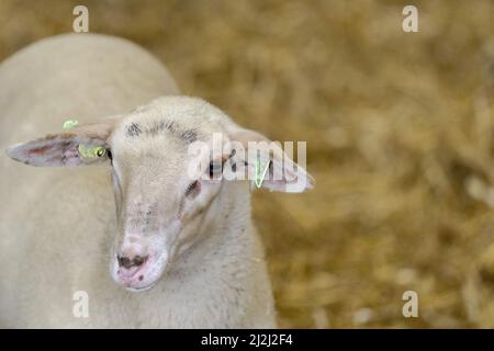 Ermelo, Niederlande. 2. April 2022. 2022-04-02 11:23:52 ERMELO - Lämmer und Schafe in der Ermelose Schafstall auf dem jährlichen Lämmer Day. Während der Veranstaltung können Sie die in der Herde geborenen Lämmer bewundern. ANP SANDER KING netherlands Out - belgium Out Credit: ANP/Alamy Live News Stockfoto
