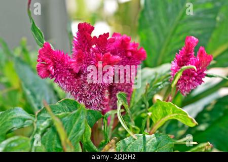 Cockscomb-Blüten (Celosia argentea var. cristata oder Celosia cristata) Stockfoto