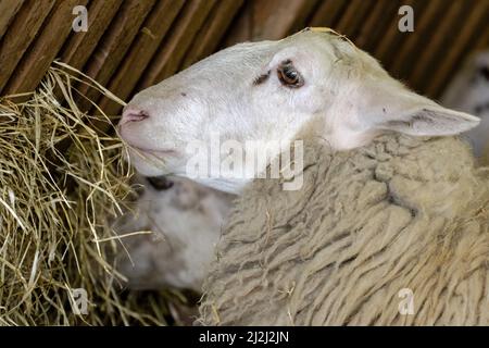 Ermelo, Niederlande. 2. April 2022. 2022-04-02 11:23:08 ERMELO - Lämmer und Schafe in der Ermelose Schafstall auf dem jährlichen Lämmer Day. Während der Veranstaltung können Sie die in der Herde geborenen Lämmer bewundern. ANP SANDER KING netherlands Out - belgium Out Credit: ANP/Alamy Live News Stockfoto