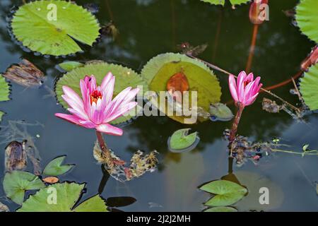 Rosa Seerosen (Nymphaea pubescens) auf dem See Stockfoto