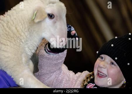 Ermelo, Niederlande. 2. April 2022. 2022-04-02 11:28:02 ERMELO - Besucher der jährlichen Lämmer Tag an der Ermelose Sheepfold. Während der Veranstaltung können Sie die in der Herde geborenen Lämmer bewundern. ANP SANDER KING netherlands Out - belgium Out Credit: ANP/Alamy Live News Stockfoto