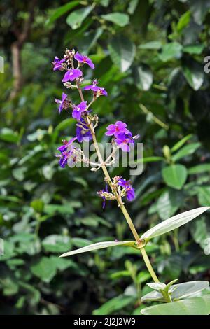 Prinzessinnen-Blumen (Tibouchina multiflora) im Garten Stockfoto