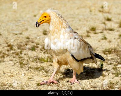 Ägyptischer Geier (Neophron percnopterus), auch als weißer Schnitzergeier oder pharaos Huhn bezeichnet, das auf sandigen Böden läuft Stockfoto