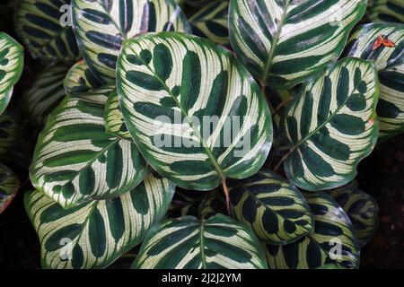 Maranta Blätter (Maranta Makoyana) auf tropischen Garten Stockfoto