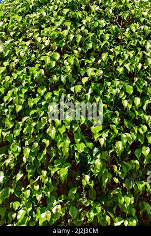 Blätter Hintergrund, weinende Feige (Ficus benjamina) Stockfoto