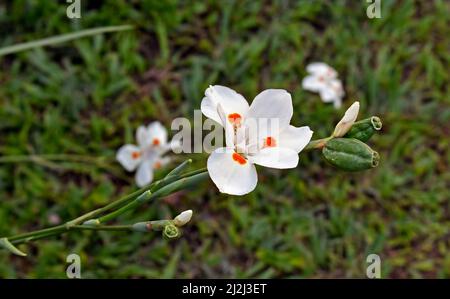 Afrikanische Iris, Seerose oder Morea-Iris (Dietes iridioides) Stockfoto