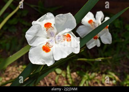 Afrikanische Iris, Seerose oder Morea-Iris (Dietes iridioides) Stockfoto