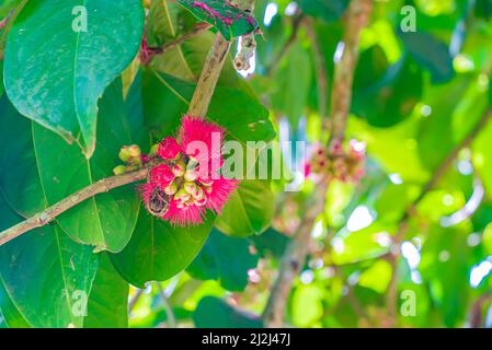 Die wunderschöne tiefrosa Blume des malaiischen Rosenapfels. Syzygium malaccense. Sansibar, Tansania Stockfoto