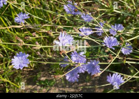 Landschaft mit blauen Zichorien-Blüten in Nahaufnahme auf grünem Hintergrund. Pflanze mit dem lateinischen Namen Cichorium intybus. Zichorien blühen auf der Sommerwiese f Stockfoto