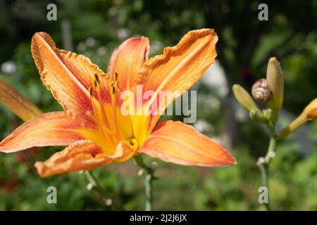 Eine einzelne orangene Lilienblume, aus der Nähe. Dunkelbraun-orange Staubgefäße und Pistill. Blühende Tigerlilie wächst für Veröffentlichung, Design, Poster, Kalender Stockfoto