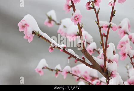 Escherndorf, Deutschland. 02. April 2022. Mit Schnee bedeckt sind Pfirsichblüten in einem Obstgarten. Quelle: Karl-Josef Hildenbrand/dpa/Alamy Live News Stockfoto