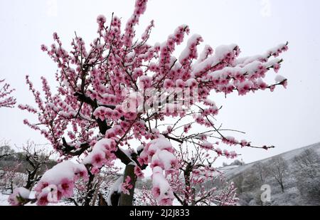 Escherndorf, Deutschland. 02. April 2022. Mit Schnee bedeckt sind die Pfirsichblüten in einem Obstgarten vor dem Schloss Vogelsburg, das sich in den Weinbergen befindet. Quelle: Karl-Josef Hildenbrand/dpa/Alamy Live News Stockfoto