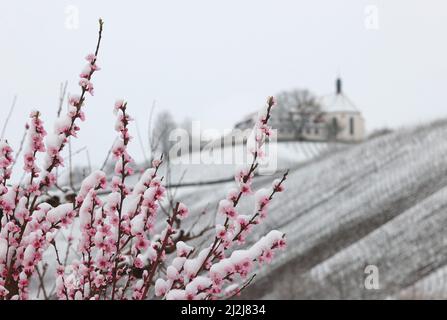 Escherndorf, Deutschland. 02. April 2022. Mit Schnee bedeckt sind die Pfirsichblüten in einem Obstgarten vor dem Schloss Vogelsburg, das sich in den Weinbergen befindet. Quelle: Karl-Josef Hildenbrand/dpa/Alamy Live News Stockfoto